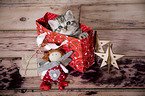 British Shorthair Kitten