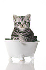 British Shorthair Kitten in the bath