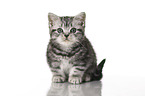 sitting British Shorthair Kitten