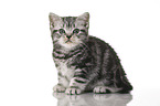 sitting British Shorthair Kitten