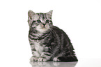 sitting British Shorthair Kitten
