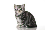 sitting British Shorthair Kitten