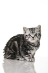 sitting British Shorthair Kitten