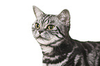 British Shorthair portrait