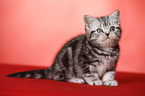 sitting British Shorthair Kitten