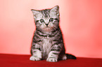 sitting British Shorthair Kitten