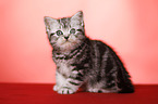 sitting British Shorthair Kitten