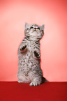 sitting British Shorthair Kitten