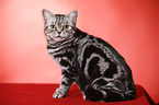 sitting British Shorthair