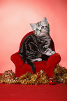 sitting British Shorthair Kitten