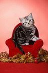 sitting British Shorthair Kitten