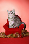 sitting British Shorthair Kitten