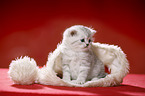 sitting British Shorthait kitten