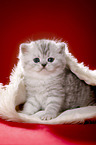 British Shorthait kitten