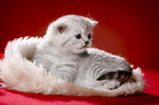 lying British Shorthait kitten