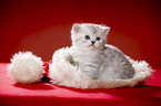 sitting British Shorthait kitten