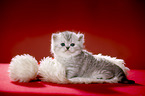 lying British Shorthait kitten