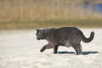 walking British Shorthair