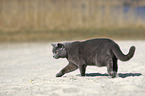 walking British Shorthair
