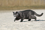 walking British Shorthair