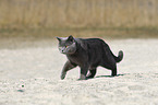 walking British Shorthair