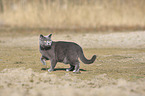 walking British Shorthair