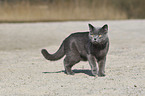 walking British Shorthair