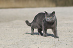walking British Shorthair