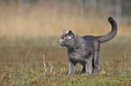 standing British Shorthair