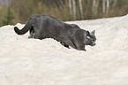 walking British Shorthair
