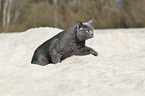 British Shorthair in sand