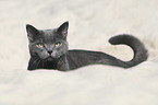 British Shorthair portrait