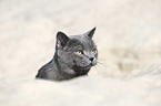 British Shorthair portrait