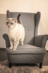 standing British Shorthair