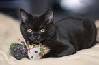 lying British Shorthait kitten