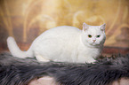 lying British Shorthair
