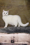 standing British Shorthair