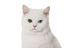 British Shorthair portrait