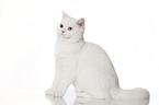 sitting British Shorthair