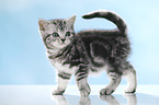 walking British Shorthait kitten
