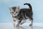 walking British Shorthait kitten