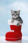 British Shorthait kitten