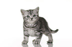 standing British Shorthait kitten