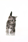 walking British Shorthait kitten