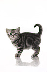 standing British Shorthait kitten