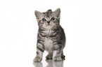 standing British Shorthait kitten