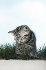 sitting British Shorthait kitten