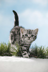 walking British Shorthait kitten