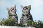 British Shorthait kitten