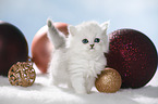 walking British Shorthait kitten
